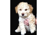 Yemyeşil Gözlü Poodle Yavrumuz Microchiplidir