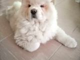 Aslan Gibi Chow Chow