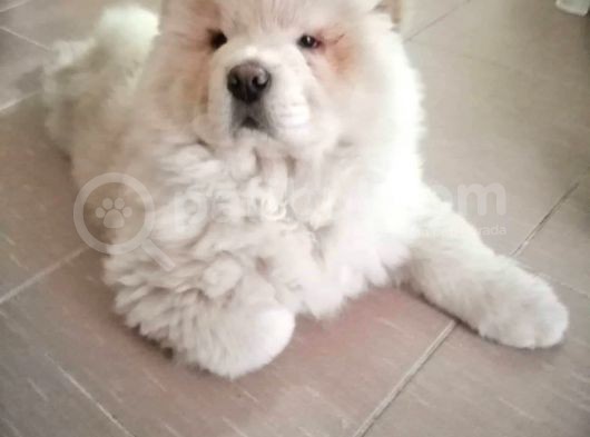 Aslan Gibi Chow Chow görsel