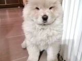 Aslan Gibi Chow Chow