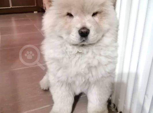 Aslan Gibi Chow Chow görsel