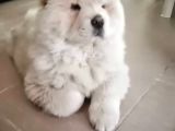 Aslan Gibi Chow Chow