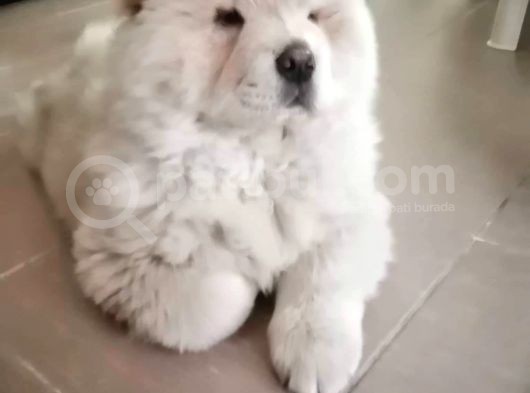Aslan Gibi Chow Chow görsel