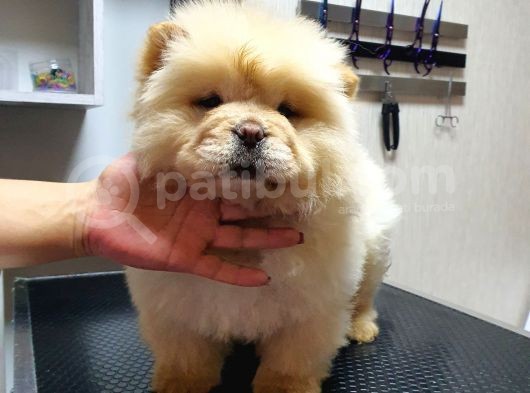 Dişi 3 Aylık Chow Chow Yavrumuz görsel