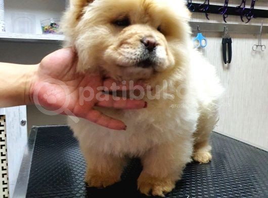 Dişi 3 Aylık Chow Chow Yavrumuz görsel