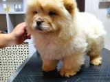 Dişi 3 Aylık Chow Chow Yavrumuz