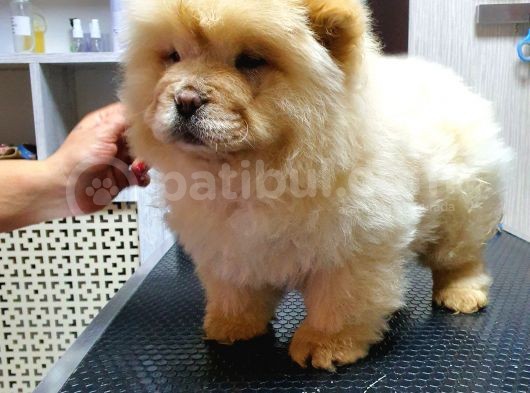 Dişi 3 Aylık Chow Chow Yavrumuz görsel