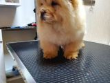 Dişi 3 Aylık Chow Chow Yavrumuz