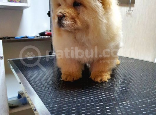 Dişi 3 Aylık Chow Chow Yavrumuz görsel