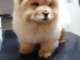 Dişi 3 Aylık Chow Chow Yavrumuz