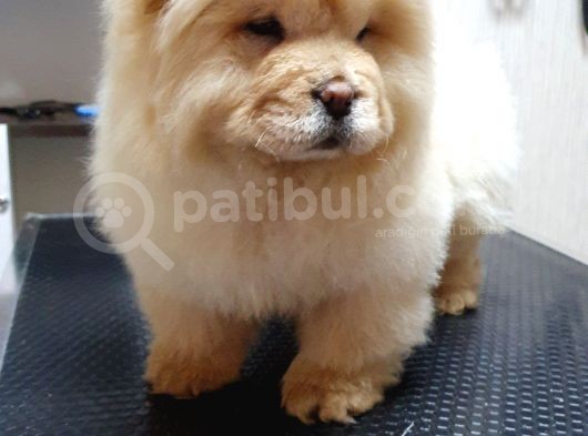 Dişi 3 Aylık Chow Chow Yavrumuz görsel