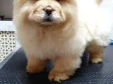 Dişi 3 Aylık Chow Chow Yavrumuz