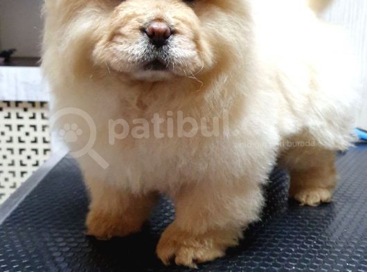 Dişi 3 Aylık Chow Chow Yavrumuz görsel