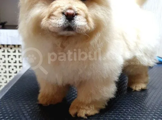 Dişi 3 Aylık Chow Chow Yavrumuz