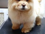 Dişi 3 Aylık Chow Chow Yavrumuz