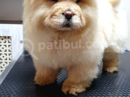 Dişi 3 Aylık Chow Chow Yavrumuz görsel