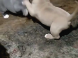 Efsane American Bully Yavrular