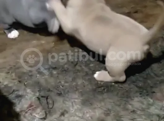 Efsane American Bully Yavrular