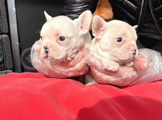 Muhteşem Renkli French Bulldog Yavruları görsel