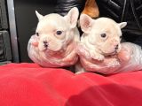 Muhteşem Renkli French Bulldog Yavruları