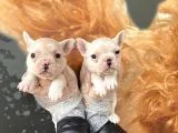Muhteşem Renkli French Bulldog Yavruları