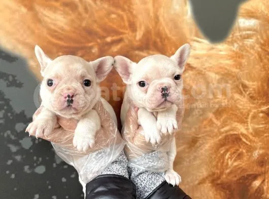 Muhteşem Renkli French Bulldog Yavruları