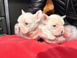 Muhteşem Renkli French Bulldog Yavruları
