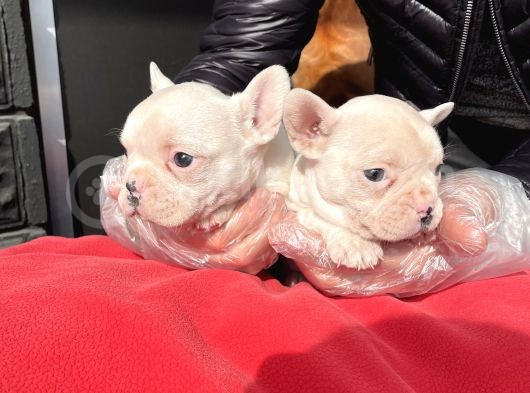 Muhteşem Renkli French Bulldog Yavruları görsel