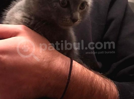Tamamen Safkan Sıfır Kulak Küçük Oğlumuz Sahiplendirilecektir görsel