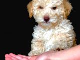 Sevimli Toy Poodle Erkek Bebek