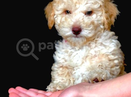 Sevimli Toy Poodle Erkek Bebek görsel