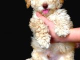 Sevimli Toy Poodle Erkek Bebek