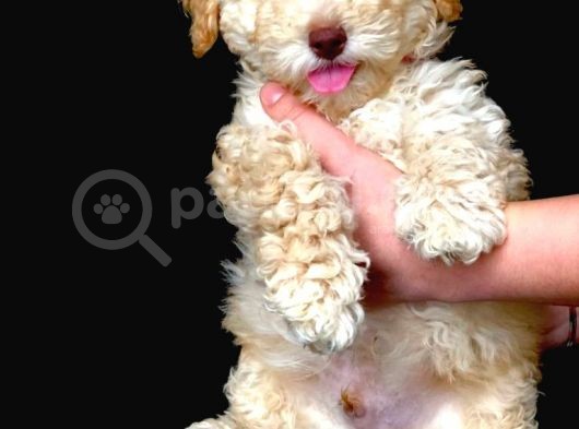 Sevimli Toy Poodle Erkek Bebek görsel