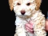 Sevimli Toy Poodle Erkek Bebek