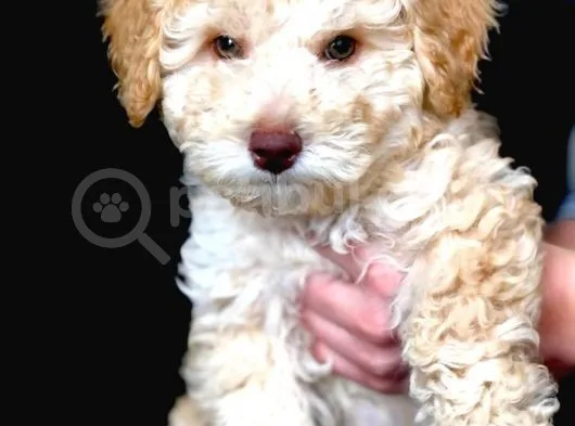 Sevimli Toy Poodle Erkek Bebek