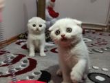 Oriji̇nal Scotti̇sh Fold Bebekleri̇mi̇z Yuva Arıyor