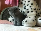 Scottish Fold Yavrular Rezerveye Açılmıştır