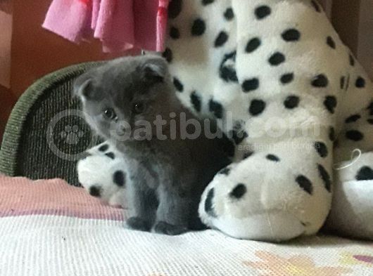Scottish Fold Yavrular Rezerveye Açılmıştır görsel