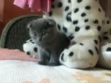 Scottish Fold Yavrular Rezerveye Açılmıştır