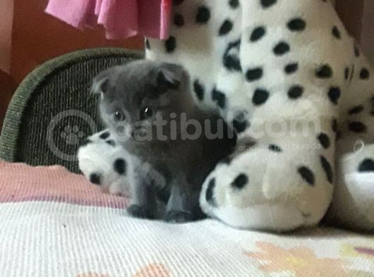 Scottish Fold Yavrular Rezerveye Açılmıştır görsel