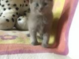 Scottish Fold Yavrular Rezerveye Açılmıştır
