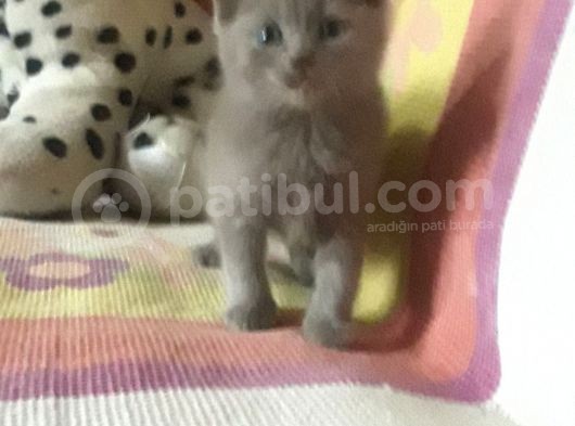 Scottish Fold Yavrular Rezerveye Açılmıştır görsel