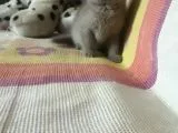 Scottish Fold Yavrular Rezerveye Açılmıştır