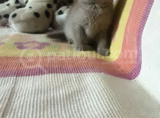 Scottish Fold Yavrular Rezerveye Açılmıştır görsel