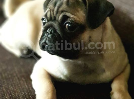 Veteriner Teknikerinden Irk Ve Sağlık Garantili Sevimli Pug görsel