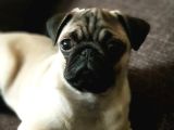 Veteriner Teknikerinden Irk Ve Sağlık Garantili Sevimli Pug
