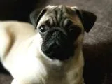 Veteriner Teknikerinden Irk Ve Sağlık Garantili Sevimli Pug