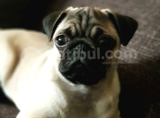 Veteriner Teknikerinden Irk Ve Sağlık Garantili Sevimli Pug görsel