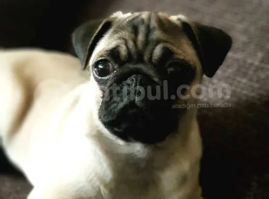 Veteriner Teknikerinden Irk Ve Sağlık Garantili Sevimli Pug