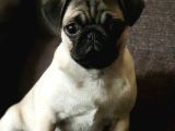 Veteriner Teknikerinden Irk Ve Sağlık Garantili Sevimli Pug